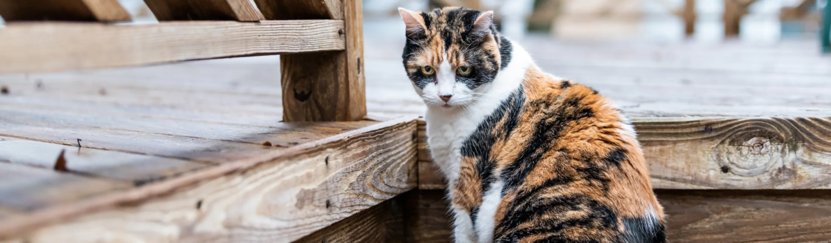 Calico cat sitting on wooden steps of an outdoor patio deck
